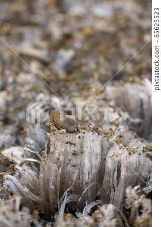 Frost pillar that lifts a pebble 85625523