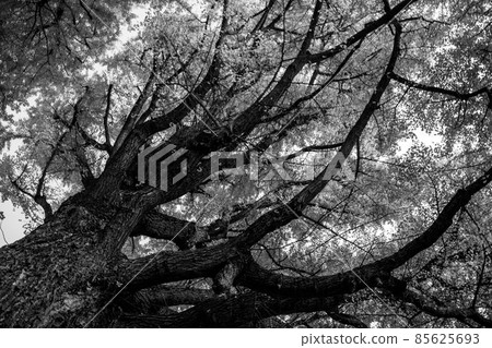 large tree  85625693