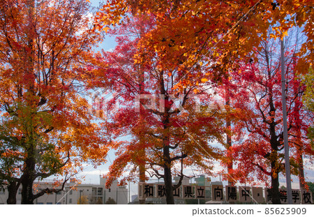 Autumn leaves of sycamore trees on Miyakaido, Wakayama City, Wakayama Prefecture 85625909