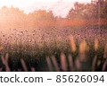 Sprinkler water at flower garden at sunset. Concept of happiness and refreshment 85626094