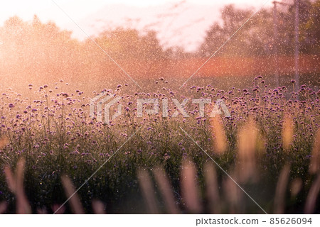 Sprinkler water at flower garden at sunset. Concept of happiness and refreshment 85626094