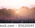 Sprinkler water at flower garden at sunset. Concept of happiness and refreshment 85626095