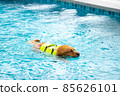Corgi dog puppy play at the swimming pool 85626101