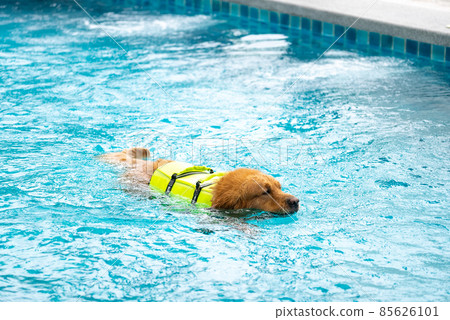 Corgi dog puppy play at the swimming pool Corgi dog puppy play at the swimming pool 85626101