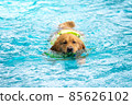 Corgi dog puppy play at the swimming pool 85626102