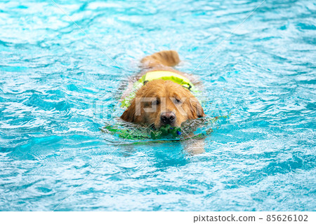 Corgi dog puppy play at the swimming pool Corgi dog puppy play at the swimming pool 85626102