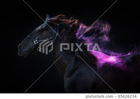 Portrait of a fiery big horse on a black background with purple pink powder 85626234