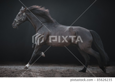 Galloping horse horse, on a black background. 85626235