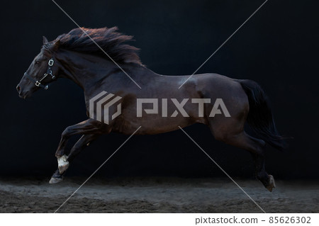 Galloping horse horse, on a black background. Galloping horse horse, on a black background. 85626302