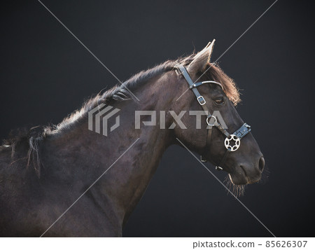 Side view of a big horse on a black background Side view of a big horse on a black background 85626307