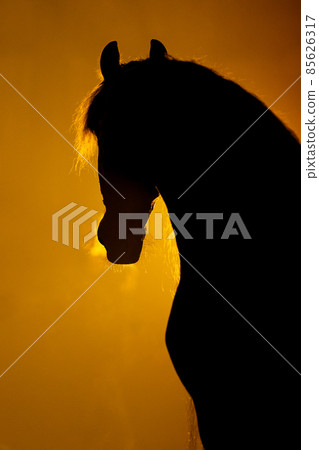 Black silhouette portrait of horse head with a orange background 85626317
