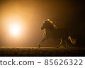 Black silhouette of a galloping Haflinger horse with a orange background 85626322