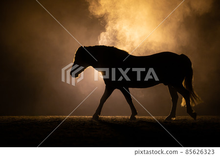 Black silhouette of a trotting Haflinger horse with a orange background Black silhouette of a trotting Haflinger horse with a orange background 85626323