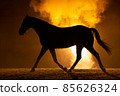 Black silhouette of a trotting horse with a orange background 85626324