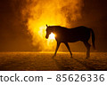 Black silhouette of a walking horse with a orange background 85626336