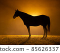 Black silhouette of a standing horse with a orange background 85626337