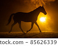 Black silhouette of a trotting horse with a orange background 85626339