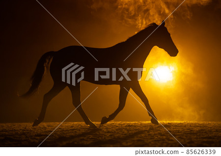 Black silhouette of a trotting horse with a orange background 85626339