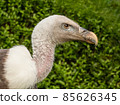 Young adult Ruppell's griffon vulture. 85626345
