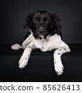 Frisian Stabyhoun Puppy laying down, black background 85626413