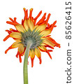 Backside of an orange yellow Spider Gerbera isolated on white 85626415