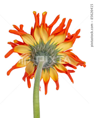 Backside of an orange yellow Spider Gerbera isolated on white Backside of an orange yellow Spider Gerbera isolated on white 85626415