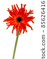 Top view of an orange yellow Spider Gerbera, isolated on white 85626416