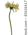 Side and bottom view of a yellow lime Spider Gerbera, isolated on white 85626417