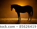 Black silhouette of a standing horse with a orange background 85626419