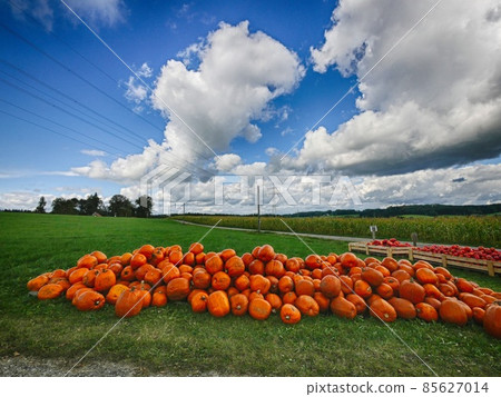 Orange Helloween pumpkins outdoors 85627014