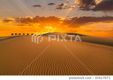 Camel caravan in the desert on a sand dune at sunset 85627071