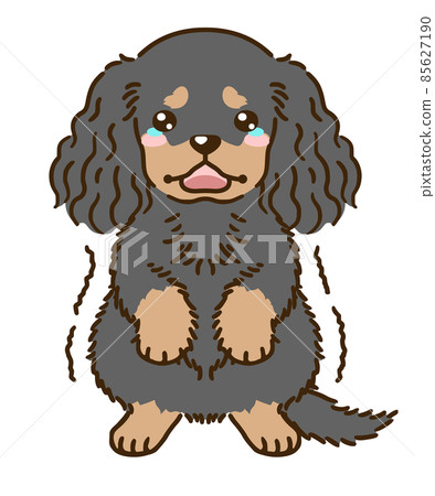 Frightened American Cocker Spaniel (Black and Tan) Frightened American Cocker Spaniel (Black and Tan) 85627190