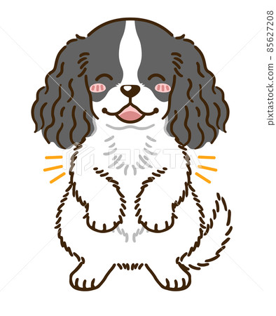 American Cocker Spaniel (Black & White) 85627208