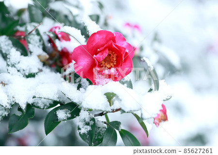 粉紅色的山茶花在雪地裡綻放 粉紅色的山茶花在雪地裡綻放 85627261