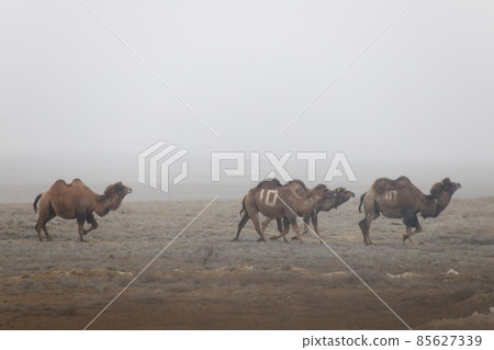 Camel grazing Camel grazing 85627339