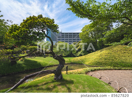 [東京、後樂園] 小石川後樂園的黑松和大泉水畫出平滑的曲線。 85627820