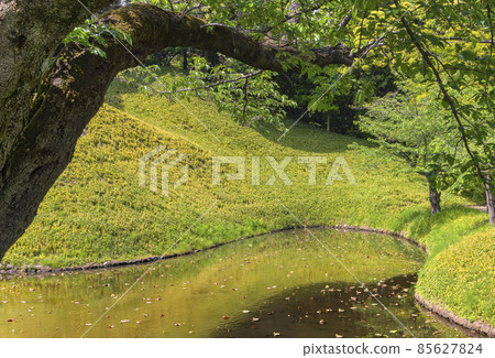 [Tokyo, Korakuen] Koishikawa Korakuen's Oizumi water and cherry blossom trees draw a smooth curve. 85627824