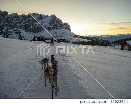 Sled dog in snowy mountains at sunset Sled dog in snowy mountains at sunset 85628254