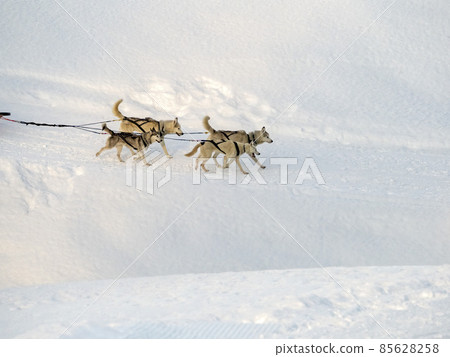 Sled dog in snowy mountains 85628258