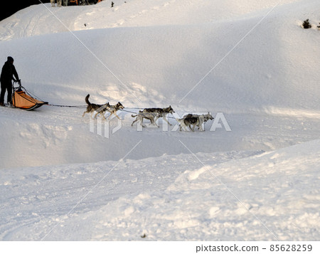 Sled dog in snowy mountains 85628259