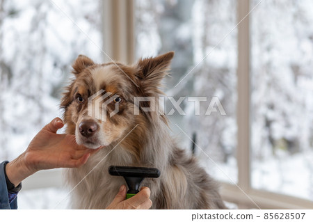Trimming Border Collie by professional groomer. Trimming Border Collie by professional groomer. 85628507
