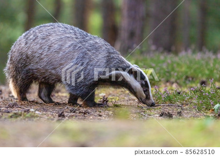 European badger is walking in the forest. European badger is walking in the forest. 85628510