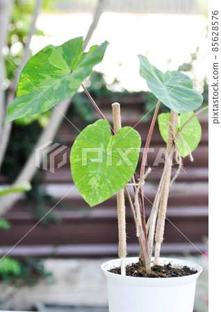 Colocasia esculenta, Lemon Lime Gecko or Colocasia Colocasia esculenta, Lemon Lime Gecko or Colocasia 85628576
