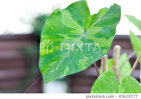 Colocasia esculenta, Lemon Lime Gecko or Colocasia Colocasia esculenta, Lemon Lime Gecko or Colocasia 85628577
