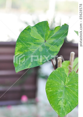 Colocasia esculenta, Lemon Lime Gecko or Colocasia Colocasia esculenta, Lemon Lime Gecko or Colocasia 85628578