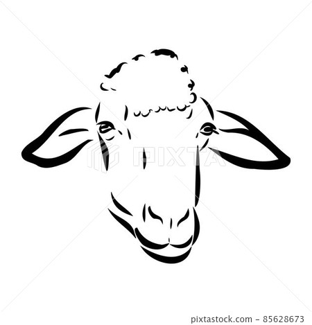 Sheep sketch style. Hand drawn illustration of beautiful black and white animal. Line art drawing in vintage style. Realistic image. Sheep sketch style. Hand drawn illustration of beautiful black and white animal. Line art drawing in vintage style. Realistic image. 85628673