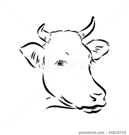 Isolated cow eating grass on a white background. Black and white sketch line silhouette vector illustration. Isolated cow eating grass on a white background. Black and white sketch line silhouette vector illustration. 85628738
