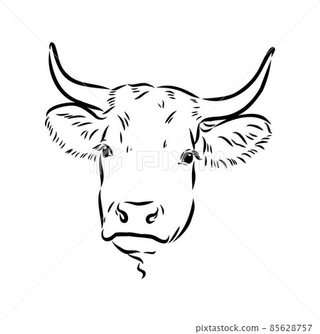 Isolated cow eating grass on a white background. Black and white sketch line silhouette vector illustration. Isolated cow eating grass on a white background. Black and white sketch line silhouette vector illustration. 85628757
