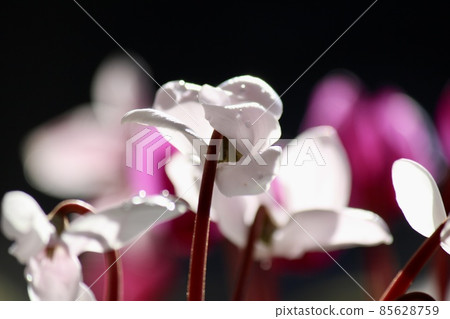 Sunlit cyclamen Sunlit cyclamen 85628759
