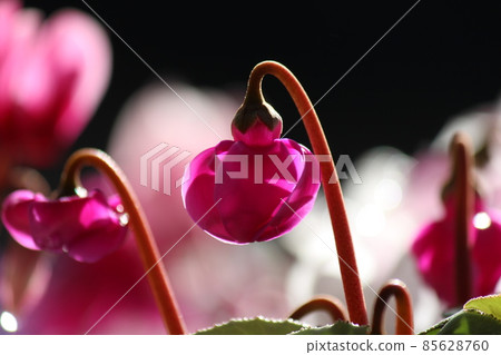 Sunlit cyclamen 85628760